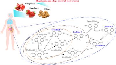 Recent Advances and Perspectives on the Health Benefits of Urolithin B, A Bioactive Natural Product Derived From Ellagitannins